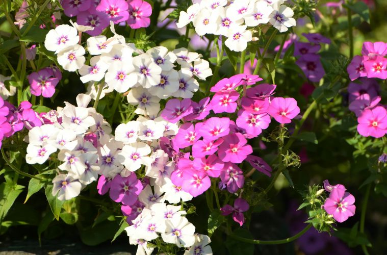 aleksandr-gorlov-vKgzD