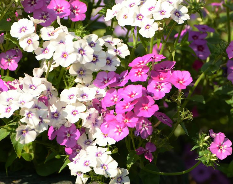 aleksandr-gorlov-vKgzD