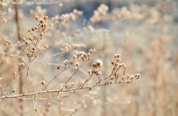 amber-C3iS6W0zUMs-unsplash