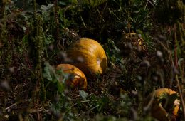 carla-wz7qUpU7u60-unsplash copy