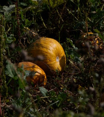 carla-wz7qUpU7u60-unsplash copy