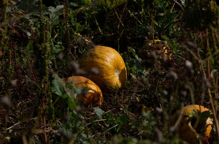 carla-wz7qUpU7u60-unsplash copy