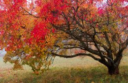 pexels-109762824-9629218 copy