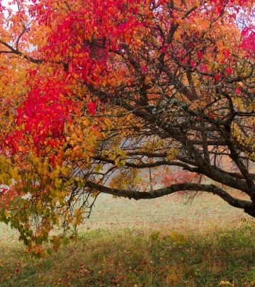 pexels-109762824-9629218 copy