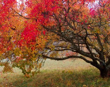 pexels-109762824-9629218 copy