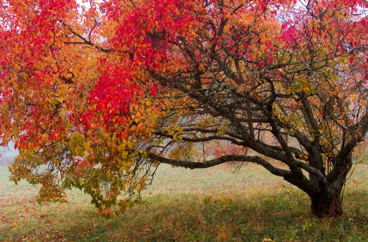 pexels-109762824-9629218 copy