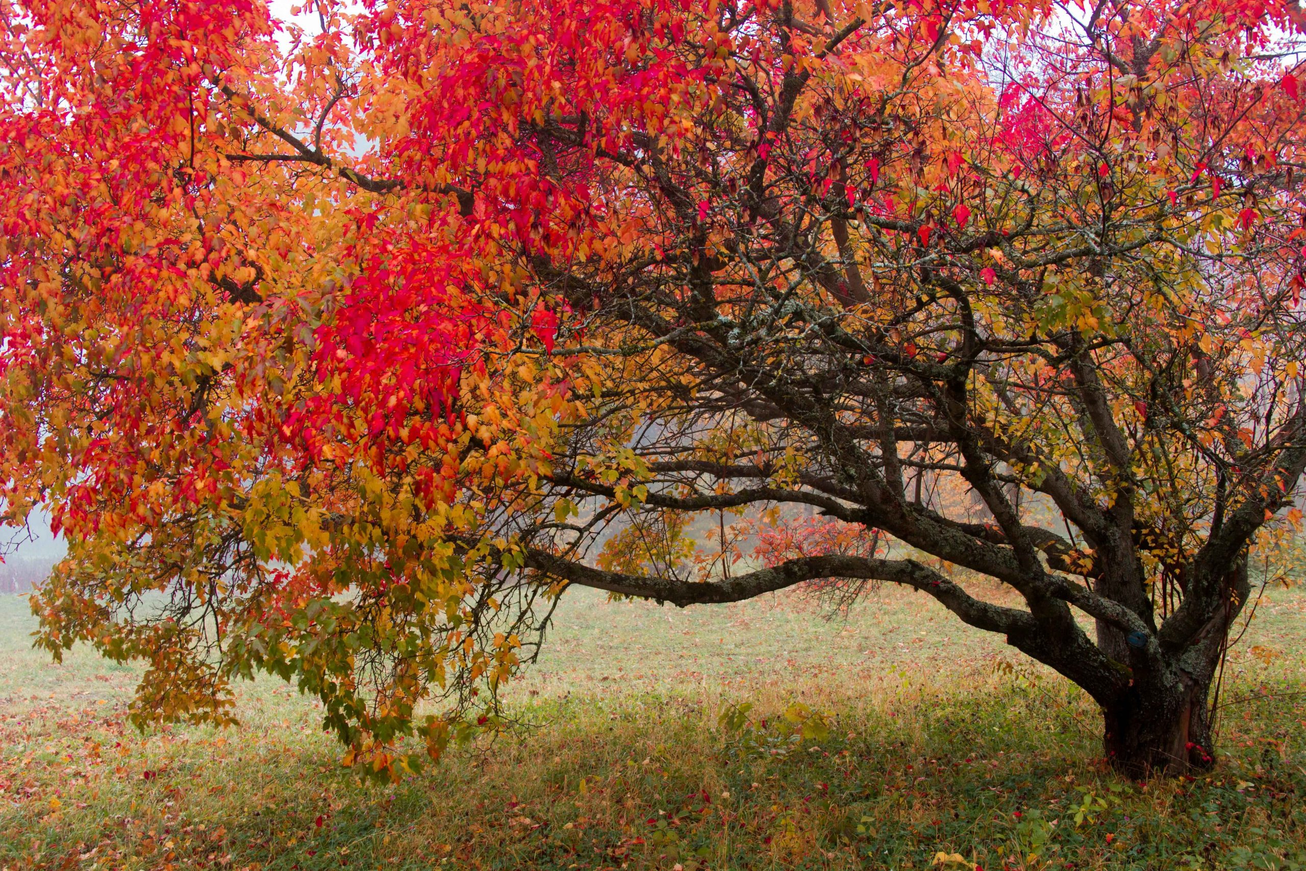 特売❗️リリパット269☆ ENGLISH GARDEN AUTUMN HUES Colours that dominate your garden in autumn | SA Garden and Home