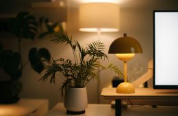 pexels-alphaen-31236097