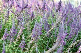 pexels-anderson-wei-2151965849-34062083