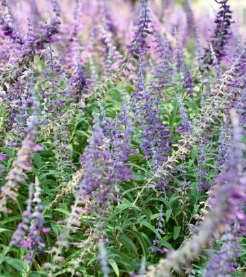 pexels-anderson-wei-2151965849-34062083