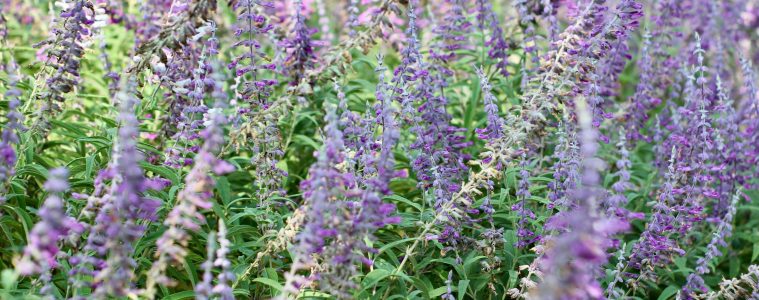 pexels-anderson-wei-2151965849-34062083