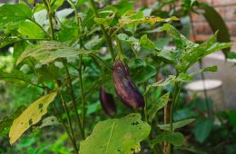 pexels-biplabsau-29337075 copy