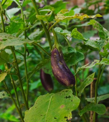 pexels-biplabsau-29337075 copy