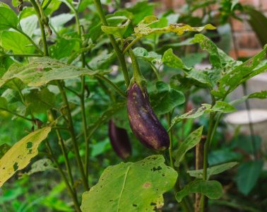 pexels-biplabsau-29337075 copy