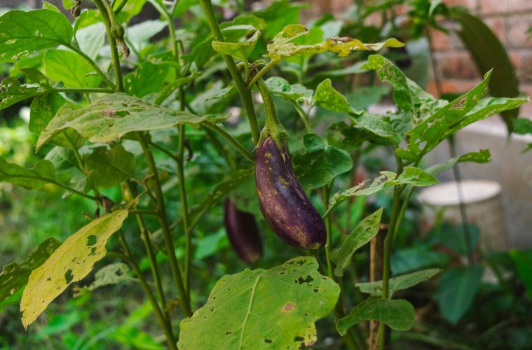 pexels-biplabsau-29337075 copy