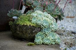 pexels-daven-hsu-5766928-35029839 copy