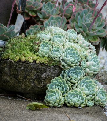 pexels-daven-hsu-5766928-35029839 copy