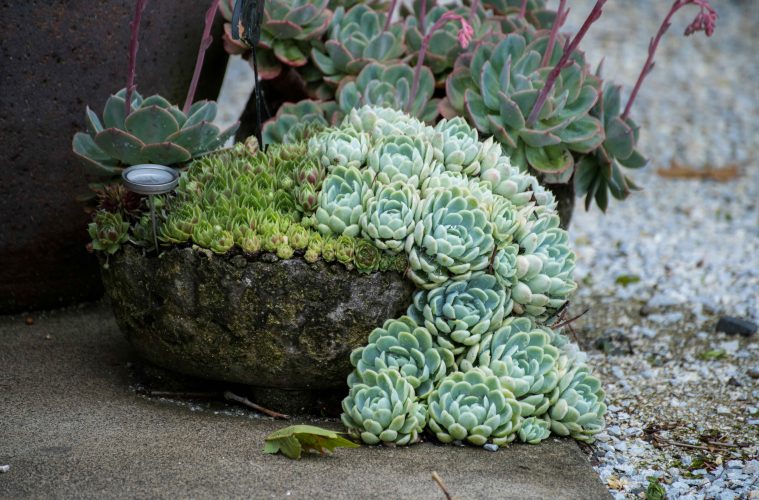 pexels-daven-hsu-5766928-35029839 copy