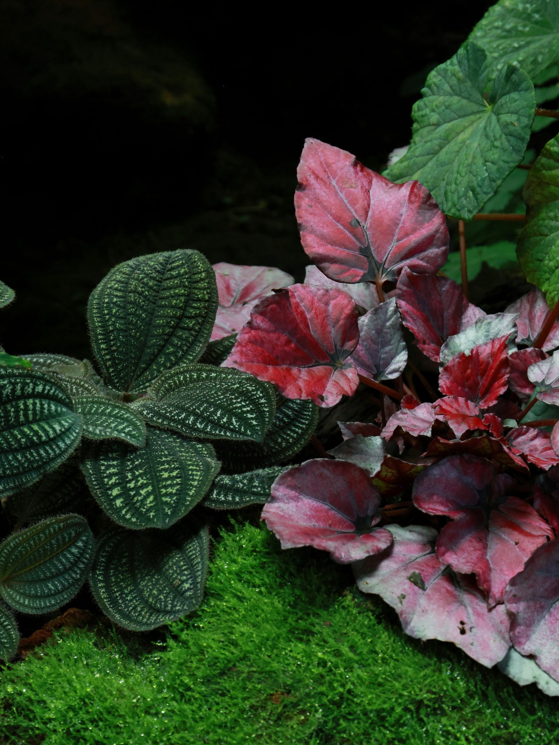 pexels-jesschen-35885017