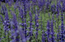 pexels-loifotos-35547100 copy