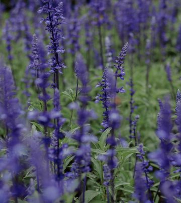 pexels-loifotos-35547100 copy