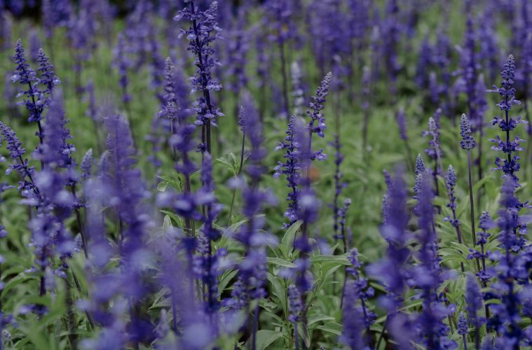 pexels-loifotos-35547100 copy