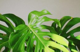 pexels-murat-yavuz-45421115-14320279-405x607