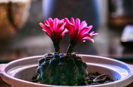 pexels-quang-nguyen-vinh-222549-2133128