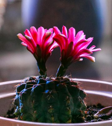 pexels-quang-nguyen-vinh-222549-2133128