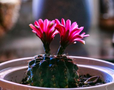 pexels-quang-nguyen-vinh-222549-2133128