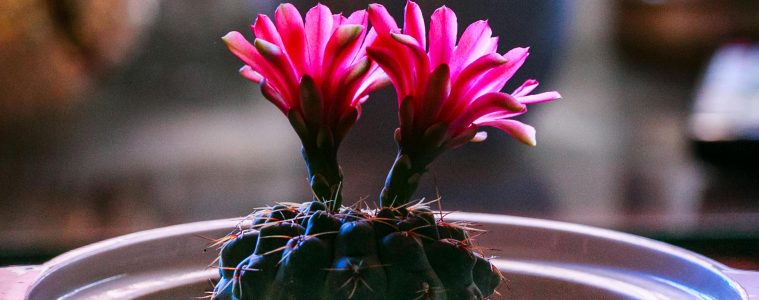 pexels-quang-nguyen-vinh-222549-2133128