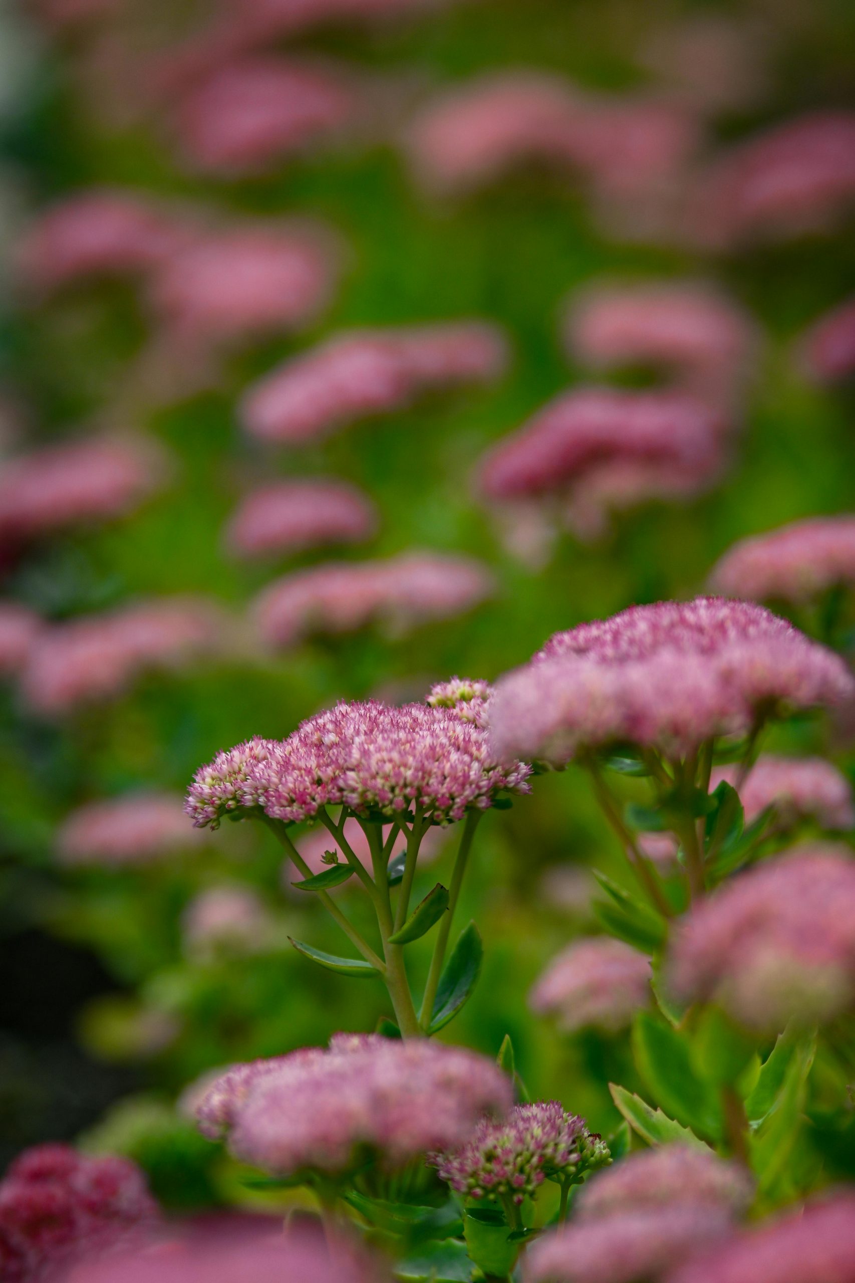 pexels-rick-johns-145996356-18549167