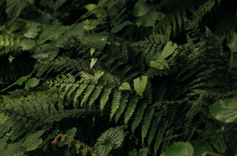 pexels-roman-odintsov-8747682