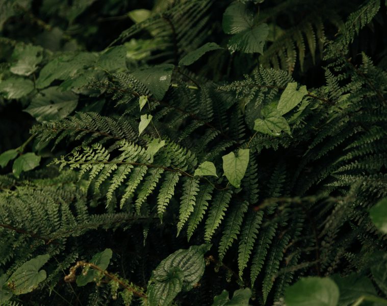 pexels-roman-odintsov-8747682