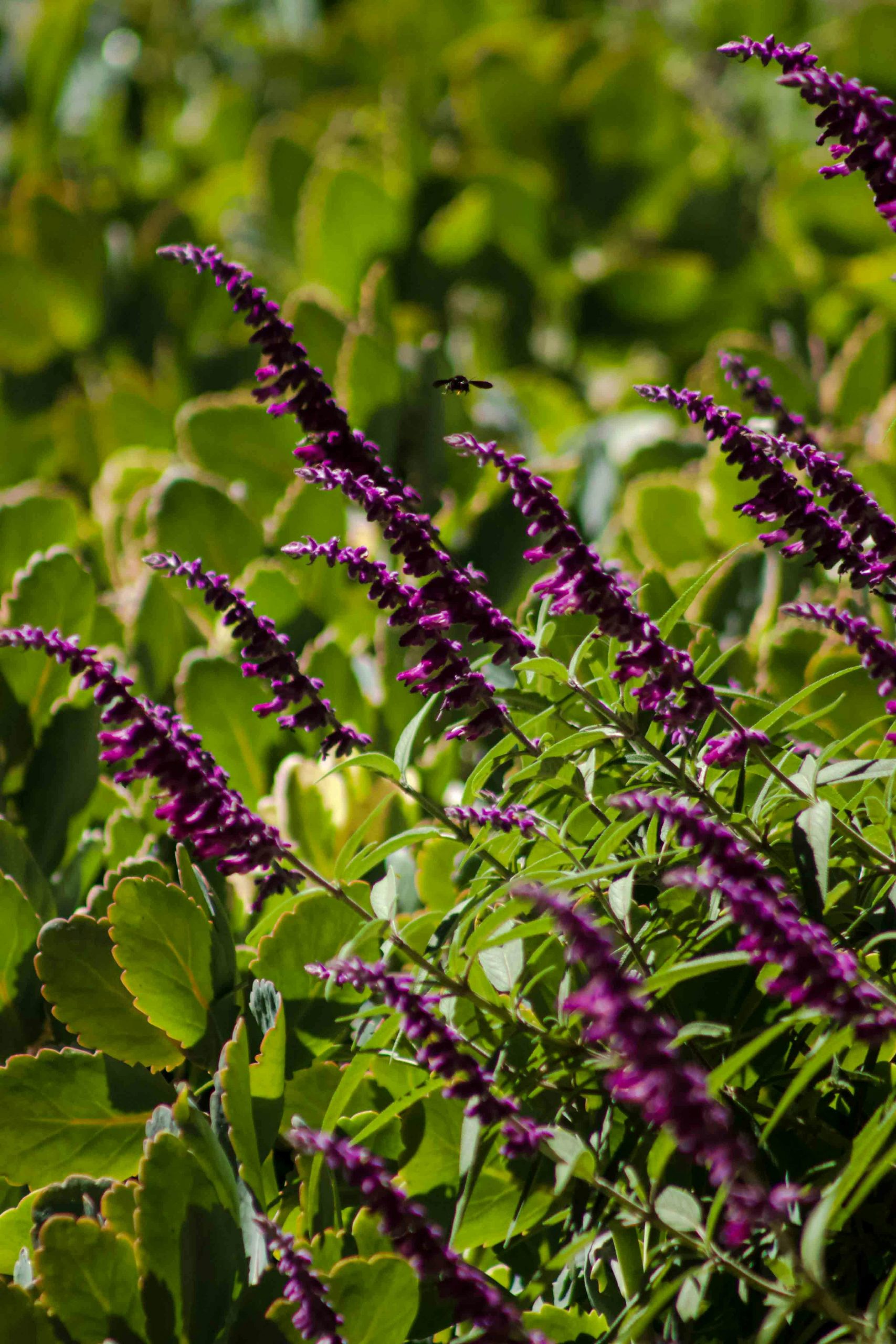 pexels-salome-salazar-ravagli-1447387235-26664320