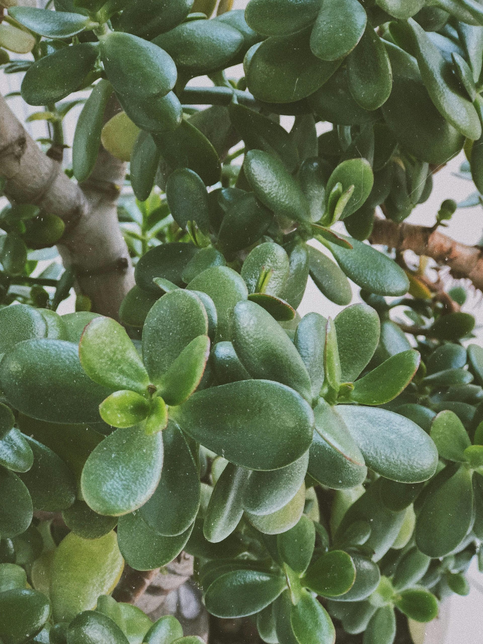 pexels-unaizat97-36355000