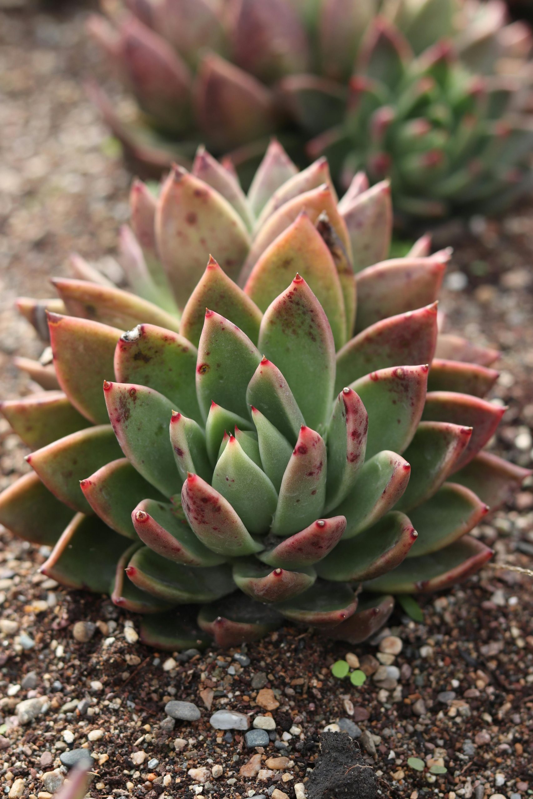 pexels-xiaa-17764701