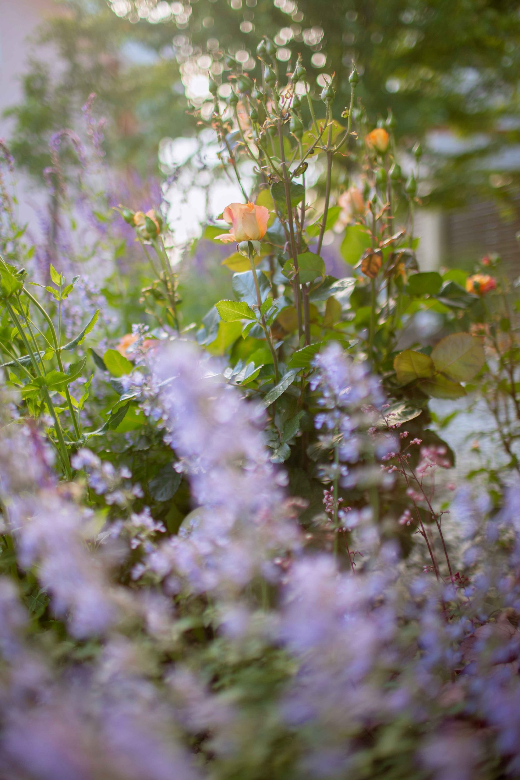 tatyana-rubleva-cu0Cs9zqVf4-unsplash copy