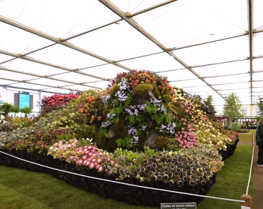 Chelsea Flower Show