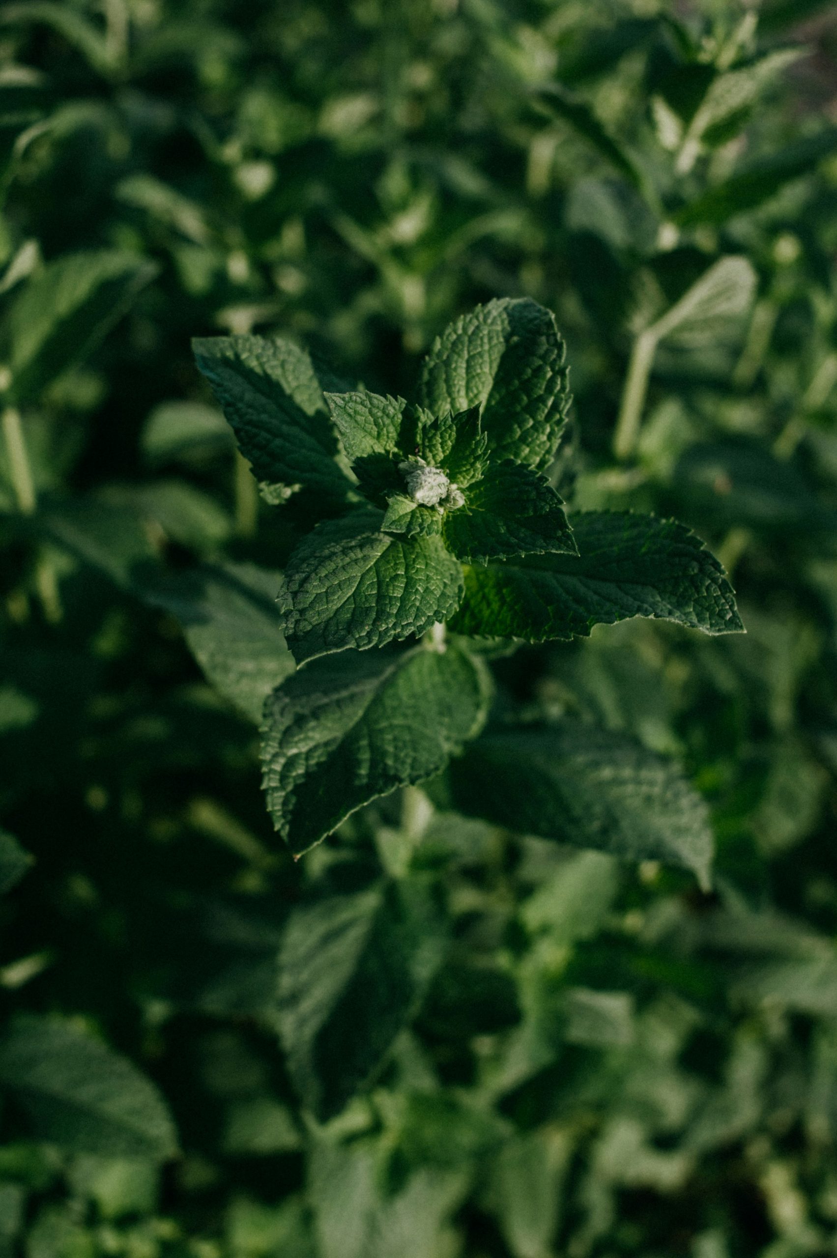 melody-zimmerman-kWmF1DCeY68-unsplash