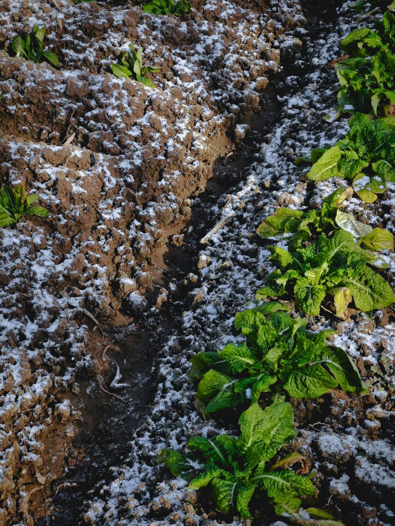 pexels-127252189-15384832