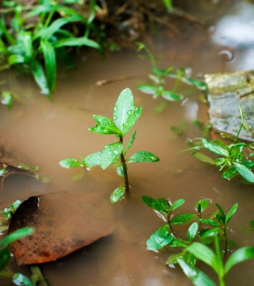 waterlogged soil