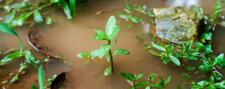 waterlogged soil