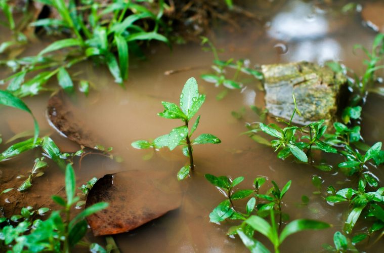 waterlogged soil