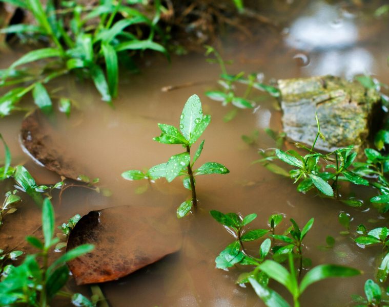 waterlogged soil