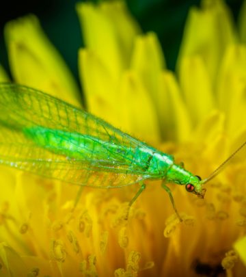 lacewing