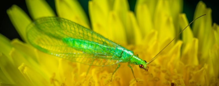 lacewing