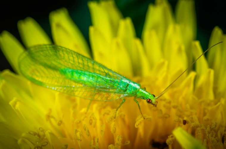 lacewing