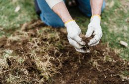lawn pests