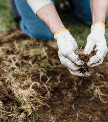 lawn pests
